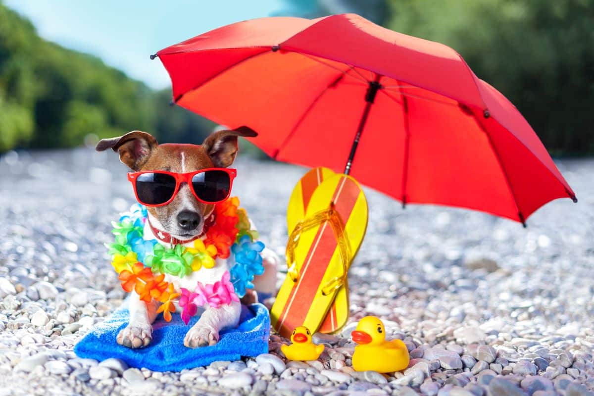 Kuehlmatte Hund 3