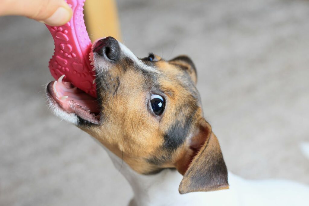 Natürliche Wurmkur für Hunde: 