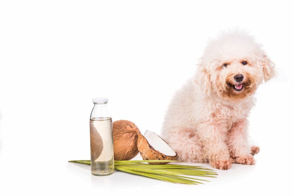 Natürliche Wurmkur für Hunde