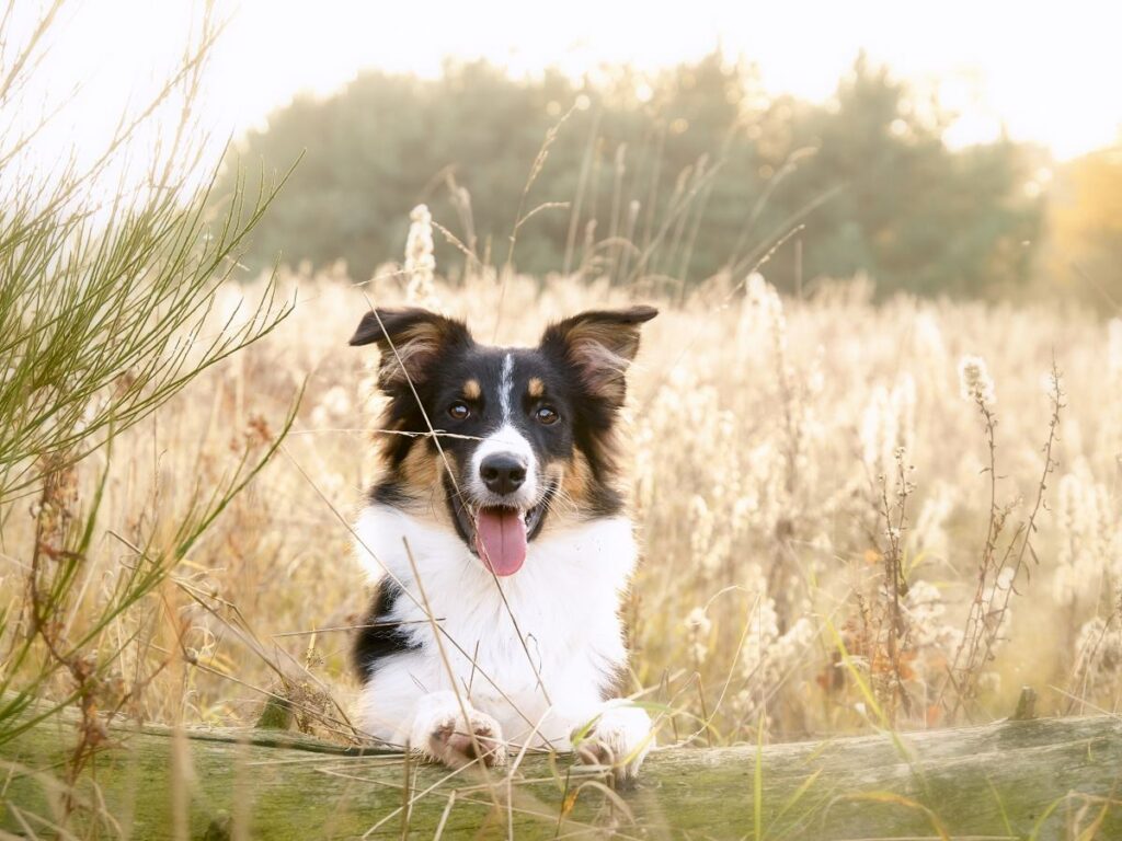 Natürliche Wurmkur für Hunde 