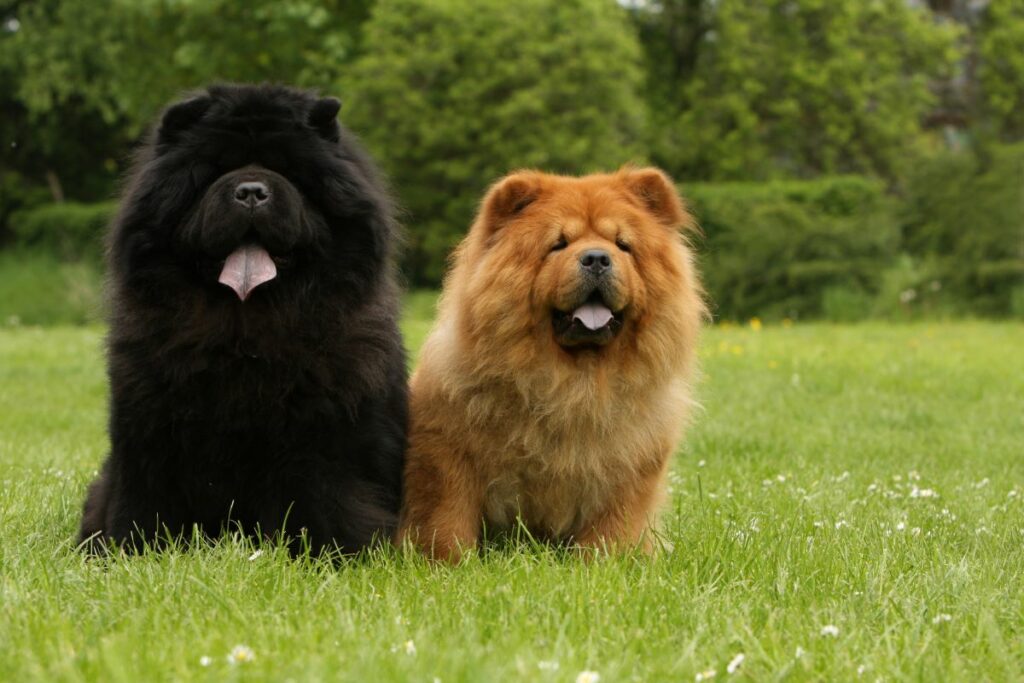 Chow-Chow