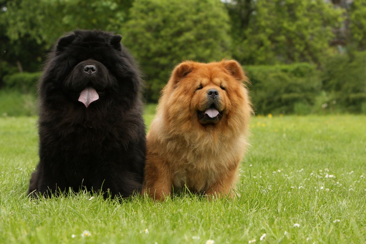 Chow-Chow