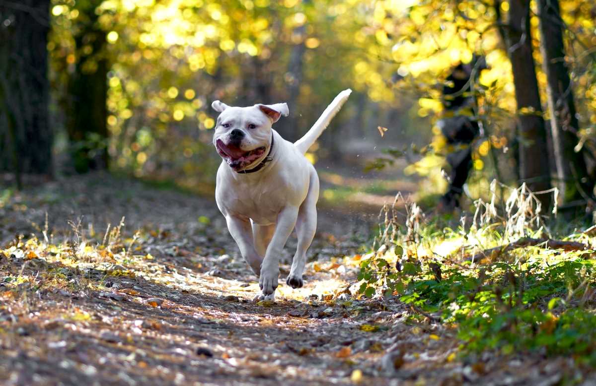 Amerikanische Bulldogge