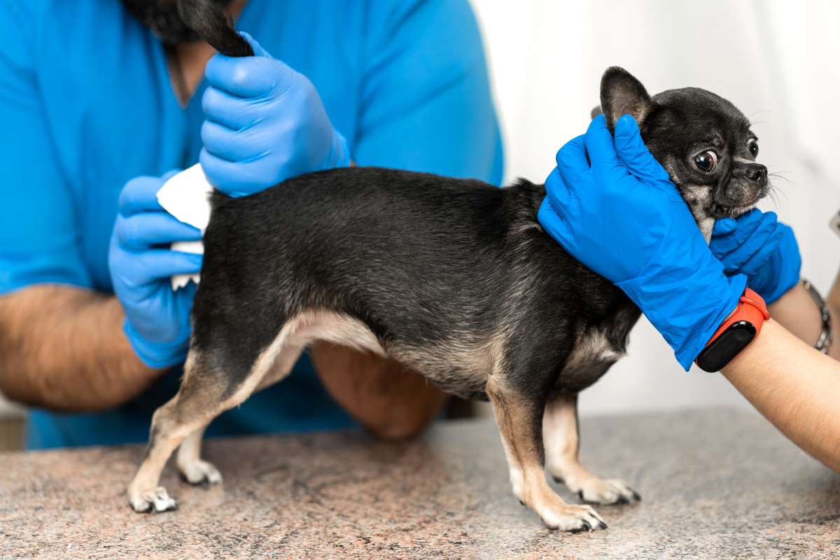 Analdrüse Hund