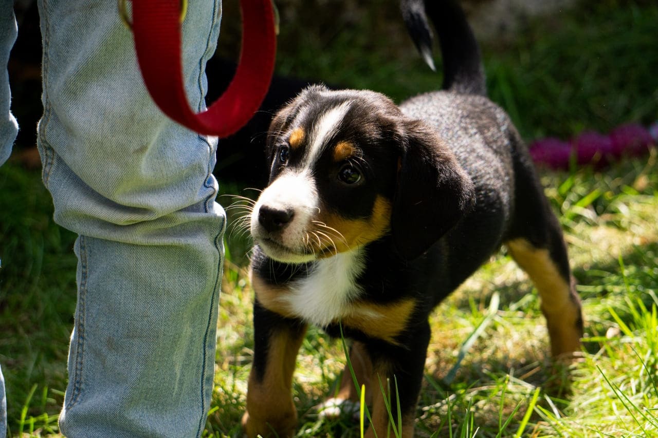Appenzeller Sennenhund