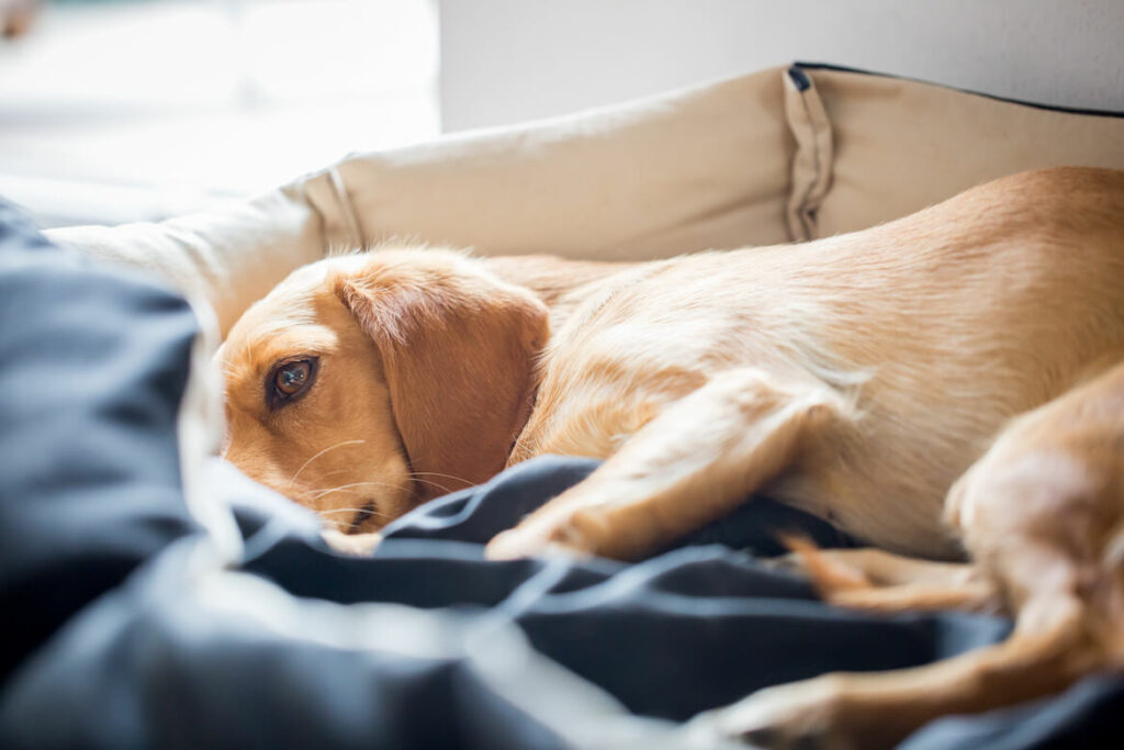Bauchschmerzen Hund Symptome