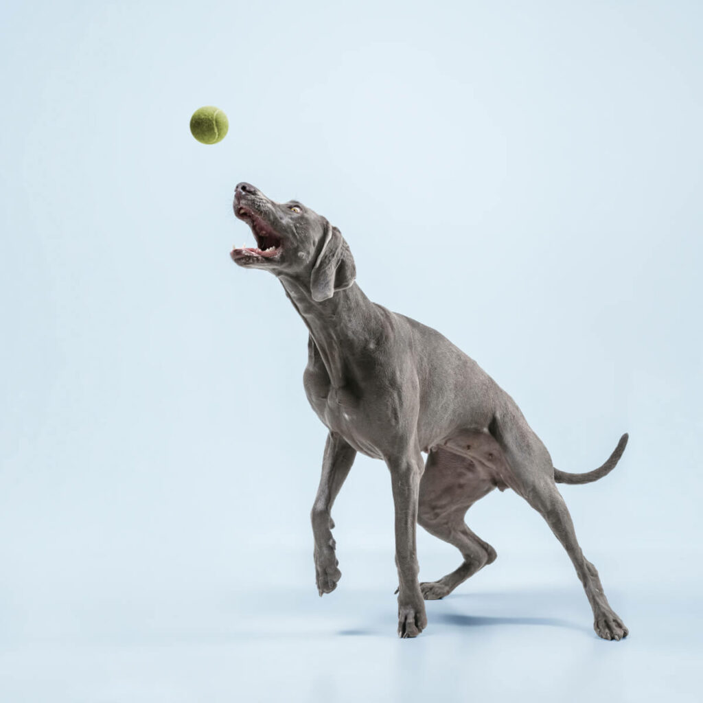 Blaue Weimaraner