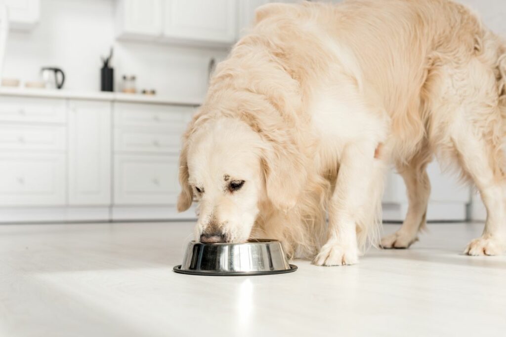 Bosch Hundefutter Pferd 5