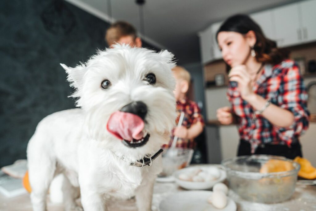 Bosch Hundefutter Pferd 6