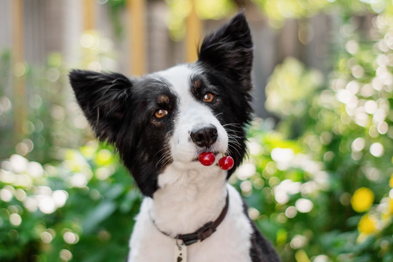 Dürfen Hunde Kirschen essen