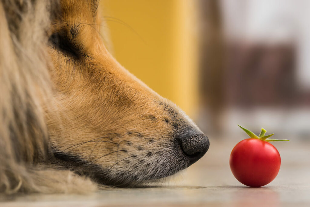 Dürfen Hunde Tomaten essen
