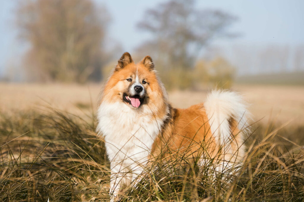 Elo-Hund