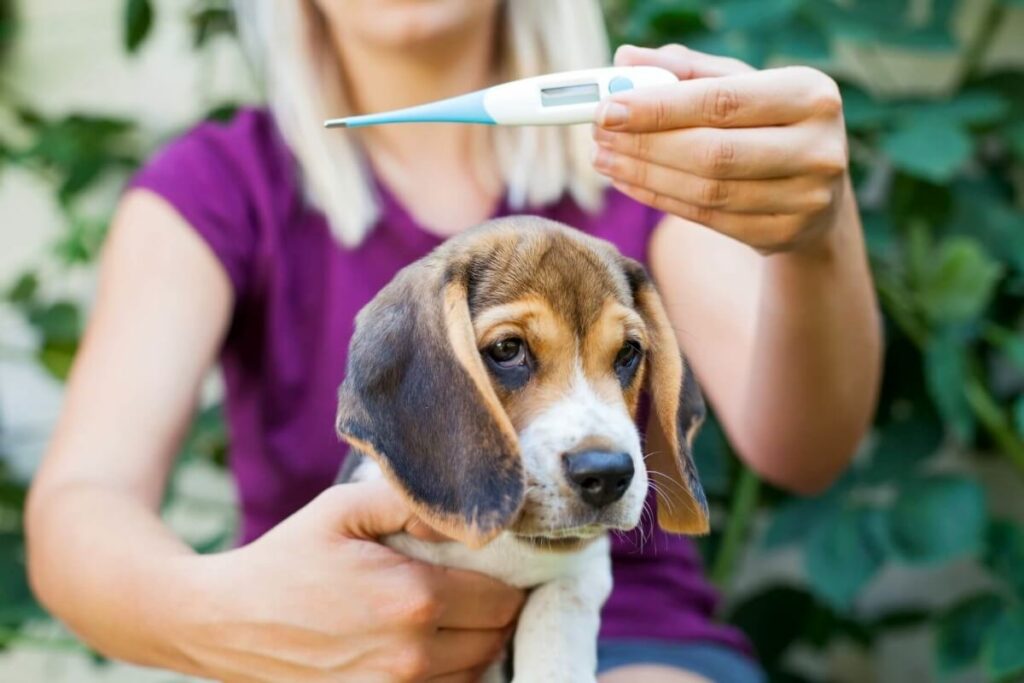Fieber beim Hund