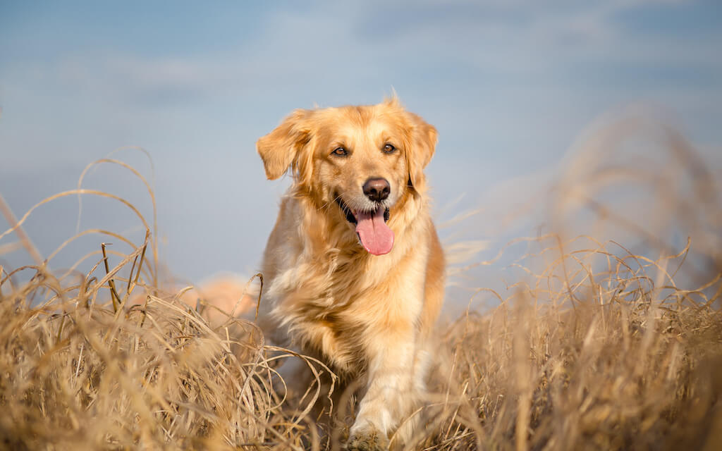Grannen beim Hund