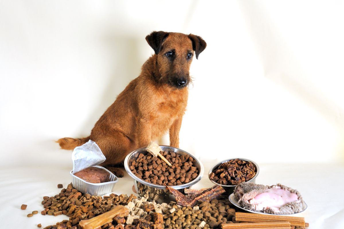 Hills Hundefutter 1