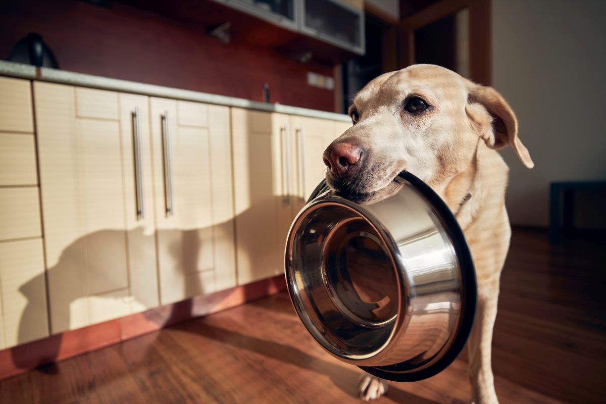 Hills Hundefutter 2