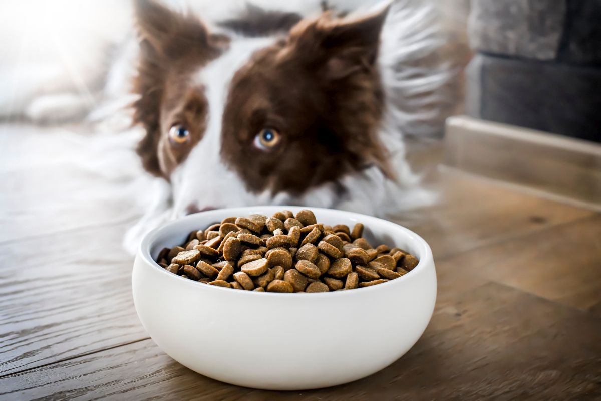 Hills Hundefutter 4
