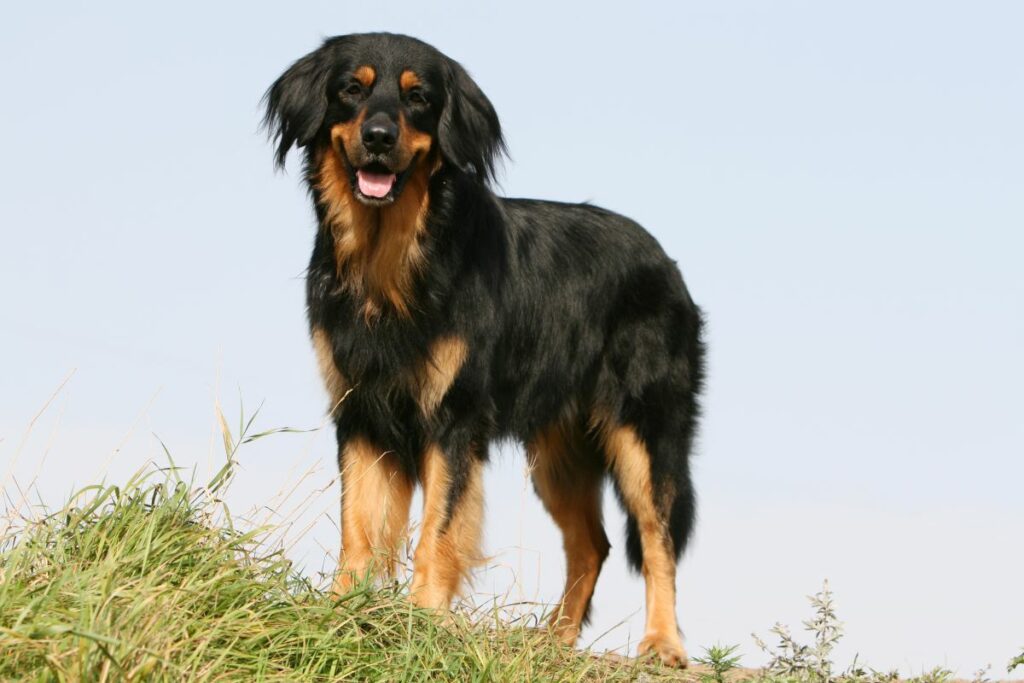 Hovawart hund2