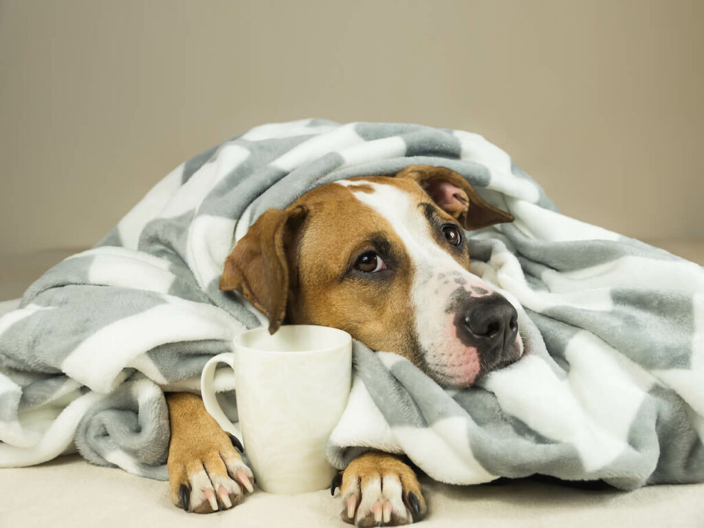 Bauchschmerzen Hund Symptome