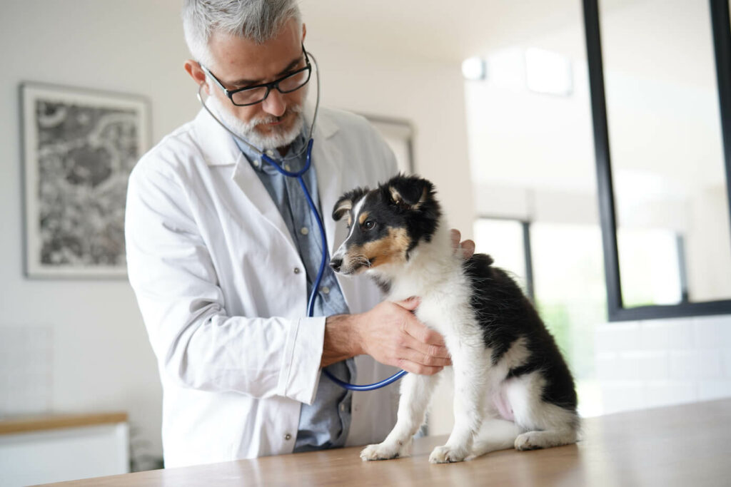 Bauchschmerzen Hund Symptome