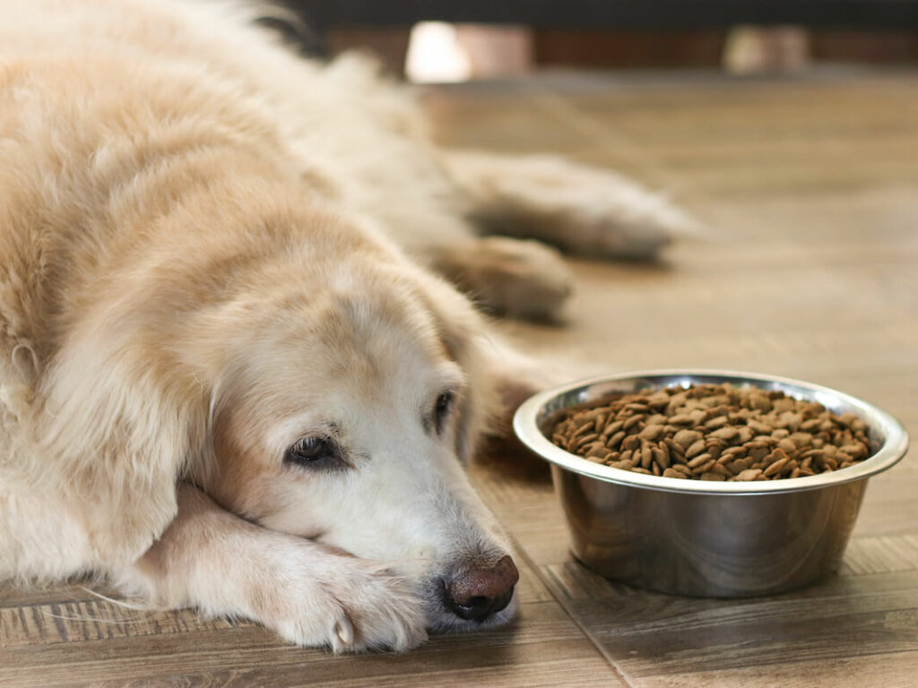 Hund Bauchschmerzen Symptome
