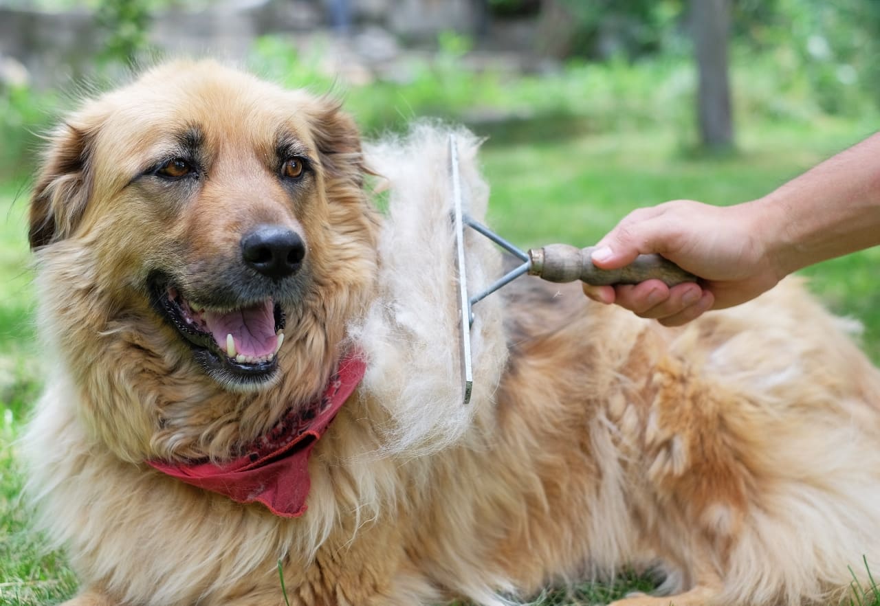 Hunde die nicht haaren