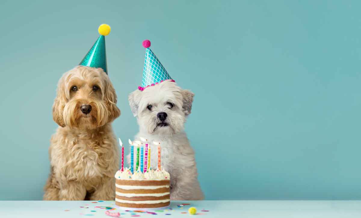 Hundekuchen