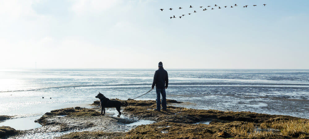 Hundestraende an der Nordsee