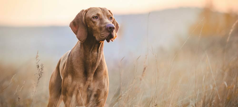 Magyar Vizsla