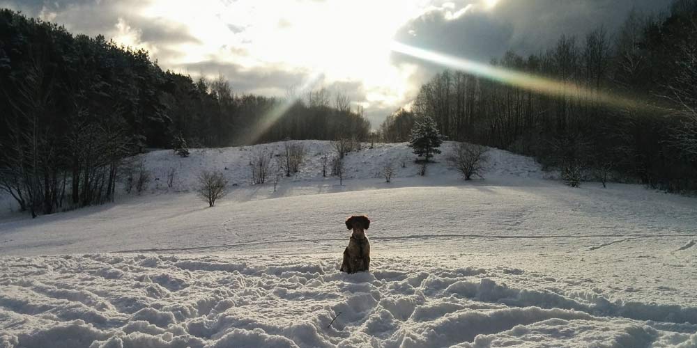Mit Hunde gesund durch die kalte Jahreszeit