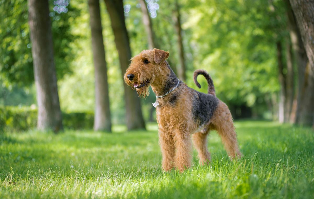 airedale terrier
