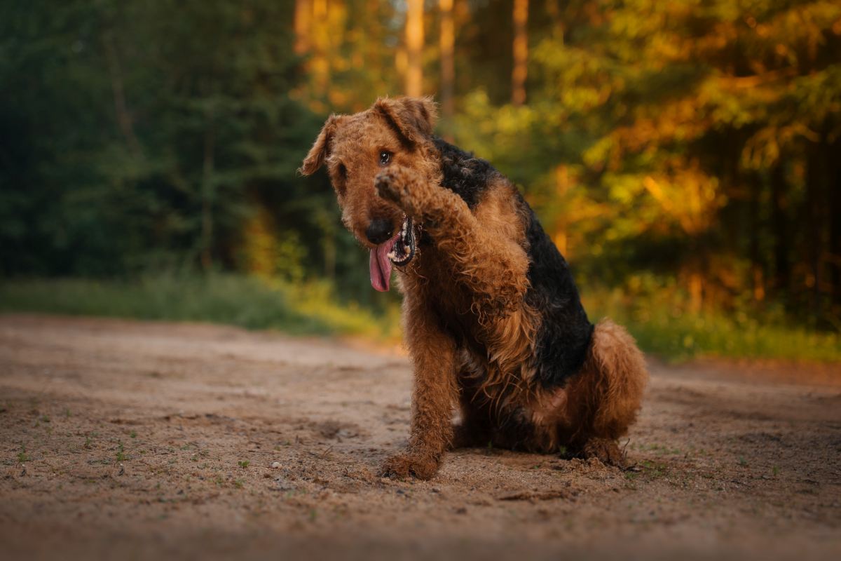 airedale terrier2