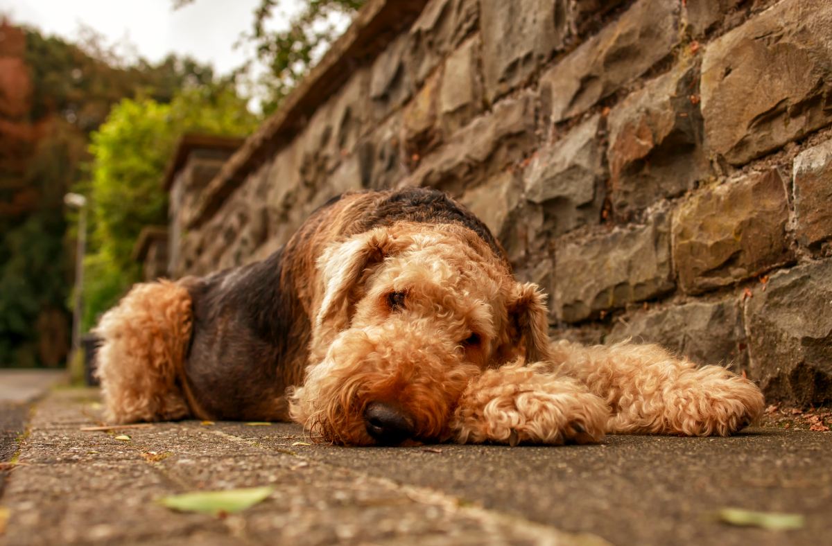 airedale terrier3