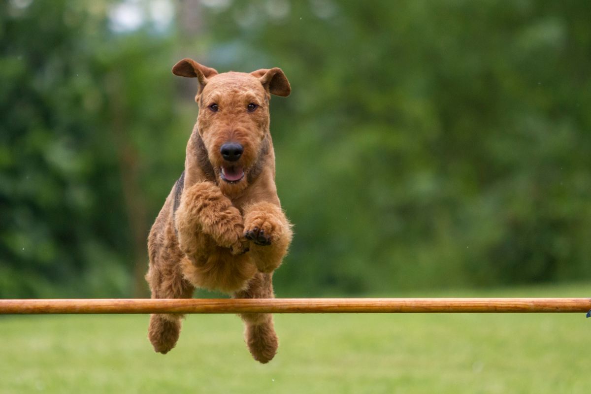airedale terrier4
