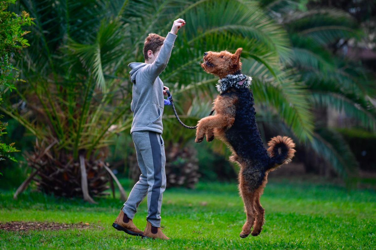 airedale terrier5
