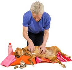 Akupressur für Hunde