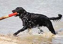 Apportieren- Hundesport