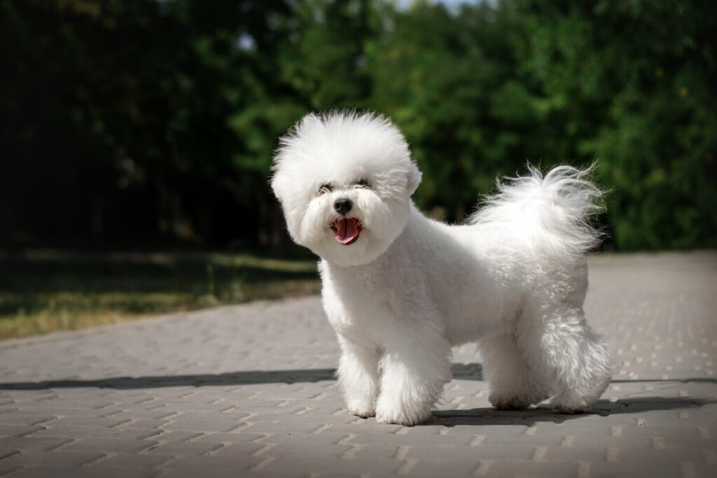 bichon frise