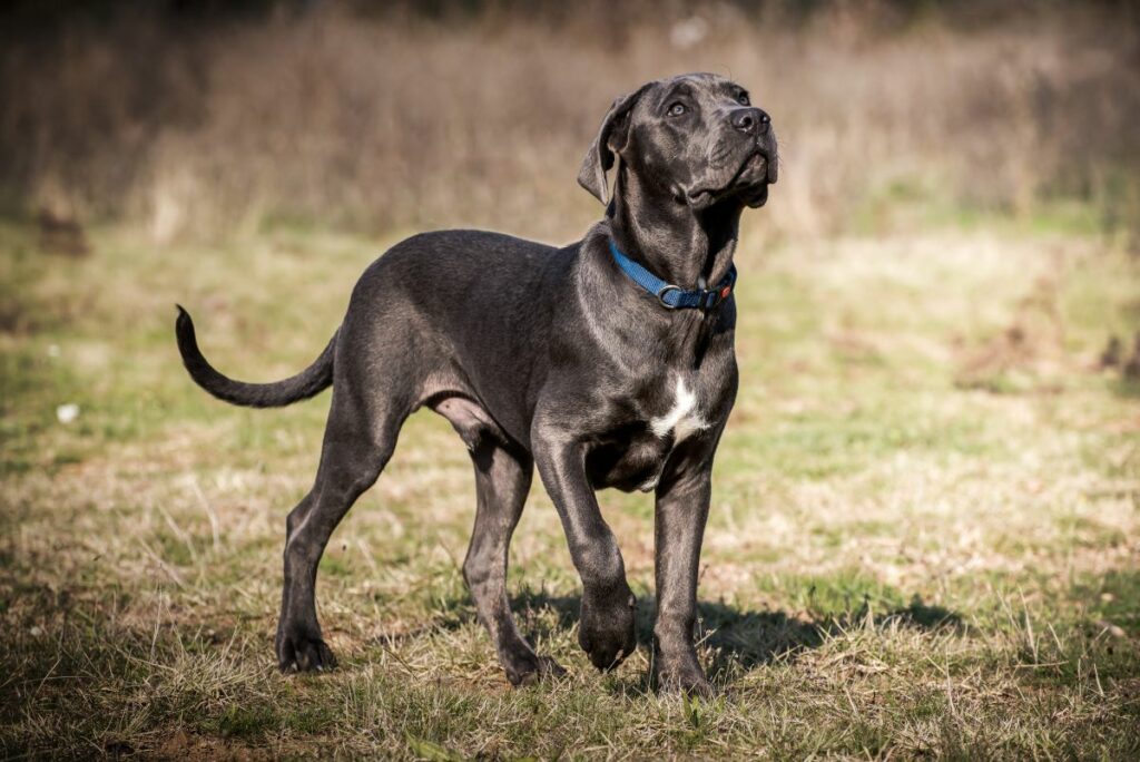 italienische hunde