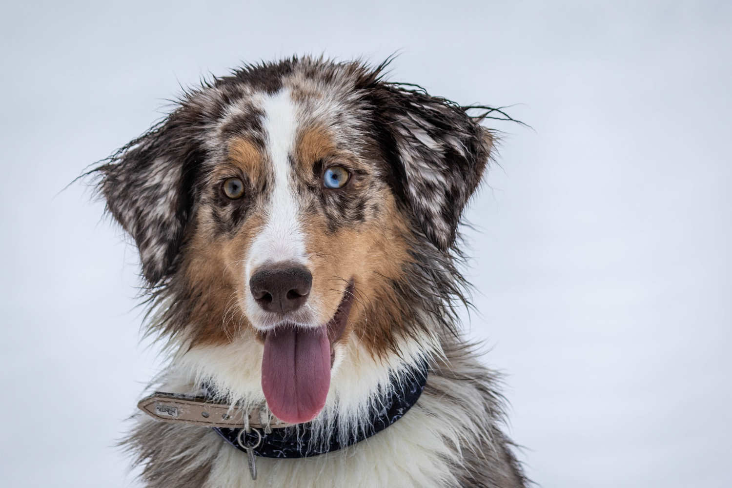 check deinen hund durch vor dem urlaub