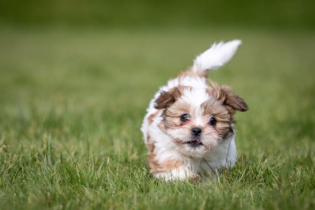 chinesische hunde