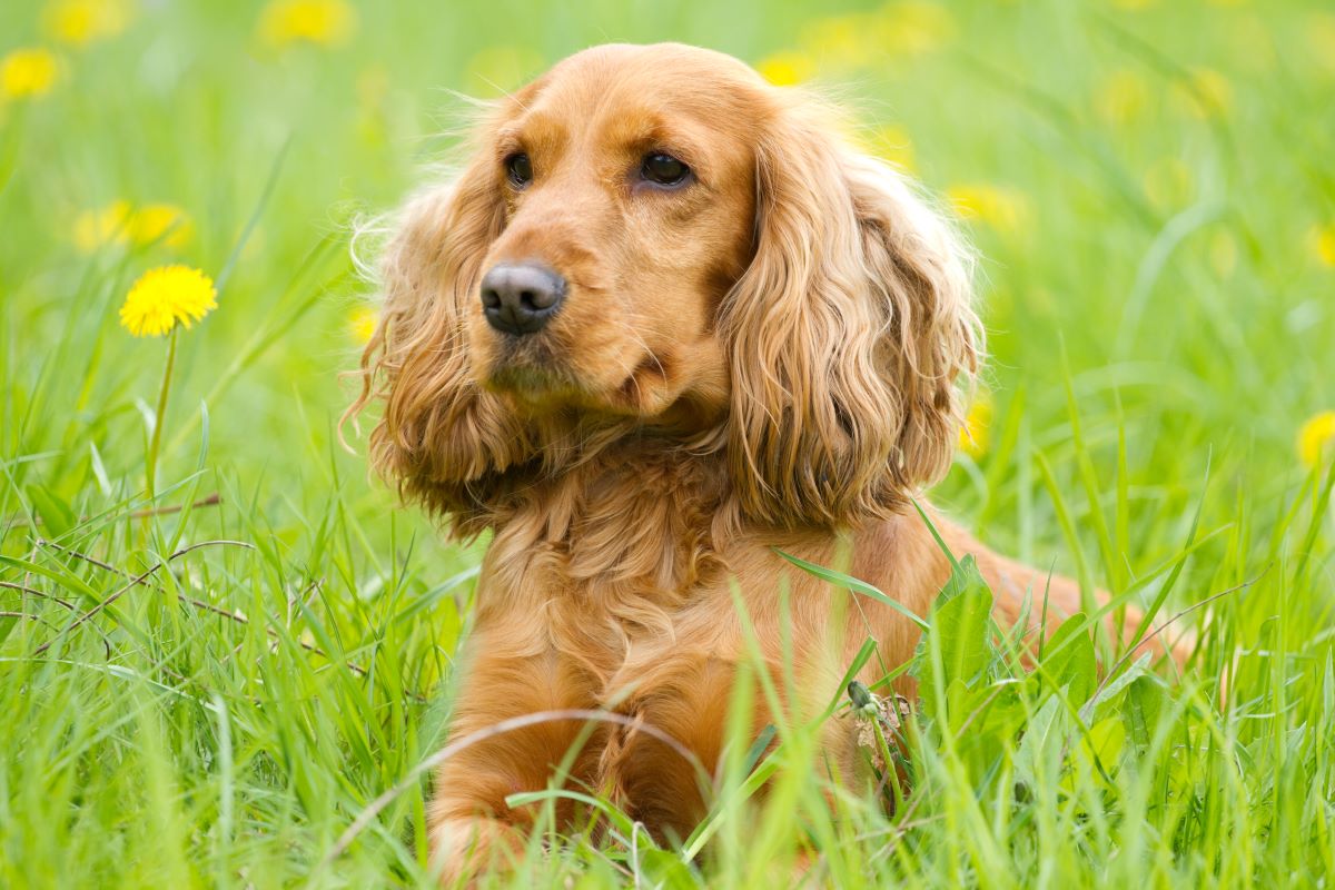 cocker spaniel