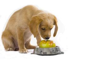 Diätfutter für Hunde
