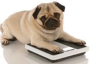 dicker-hund-diaet