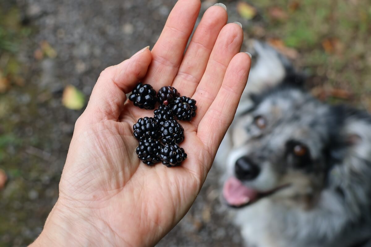 duerfen-hunde-brombeeren-essen