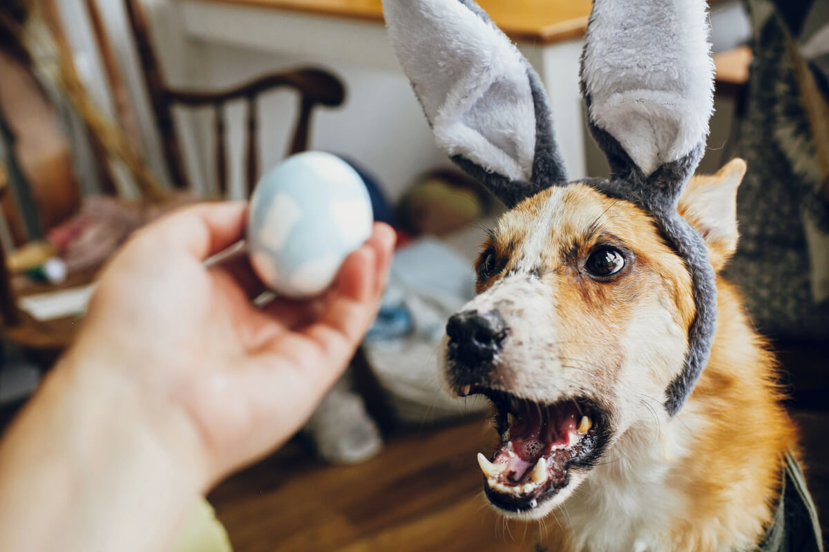 duerfen hunde eier essen 3 1