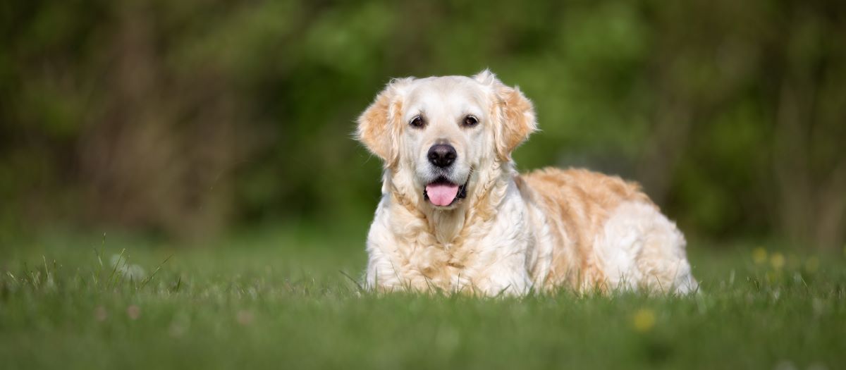 dürfen hunde eier essen