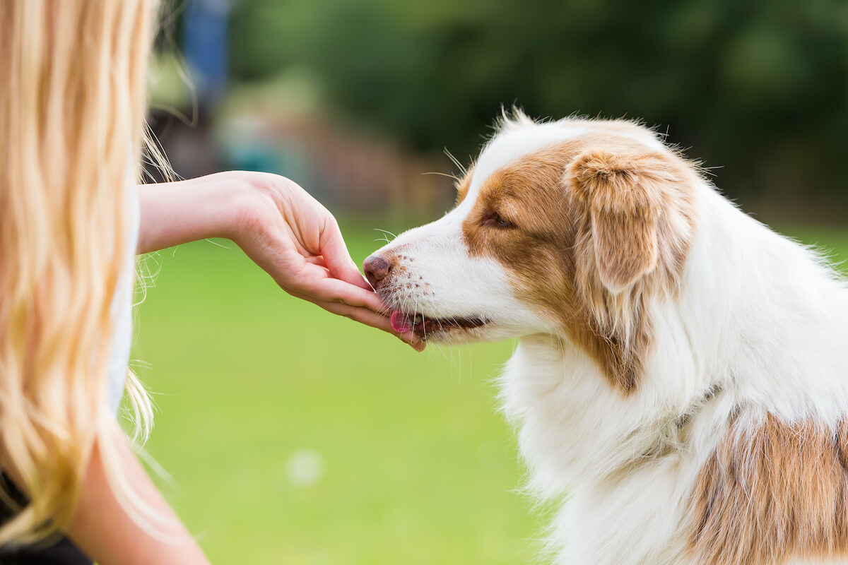 duerfen-hunde-erdnuesse-essen