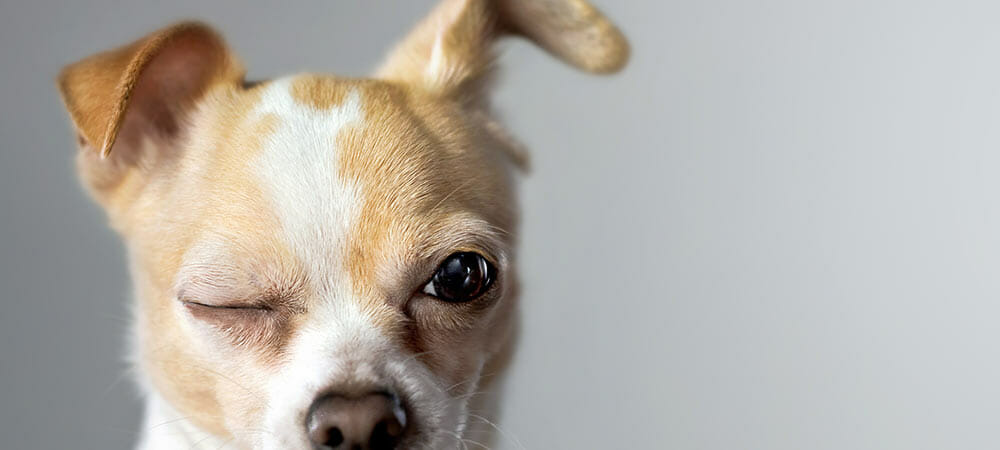 Entwurmungskur beim Hund - Anwendungshilfen