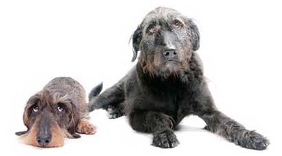 Ernährung alter Hunde